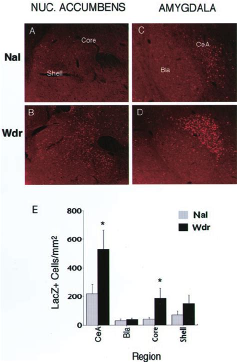 CRE Mediated Transcription Is Induced In The Nucleus Accum Bens Core