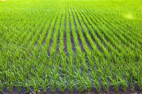 Green Rice Field By Stocksy Contributor Jira Saki Stocksy