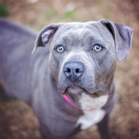 Lasciano La Casa In Affitto E Il Cane Nel Box Pitbull Morto Di Stenti