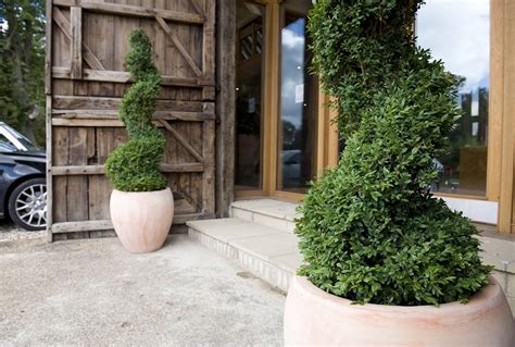 Buxus Sempervirens - The Versatile Solution - Aztec Plants