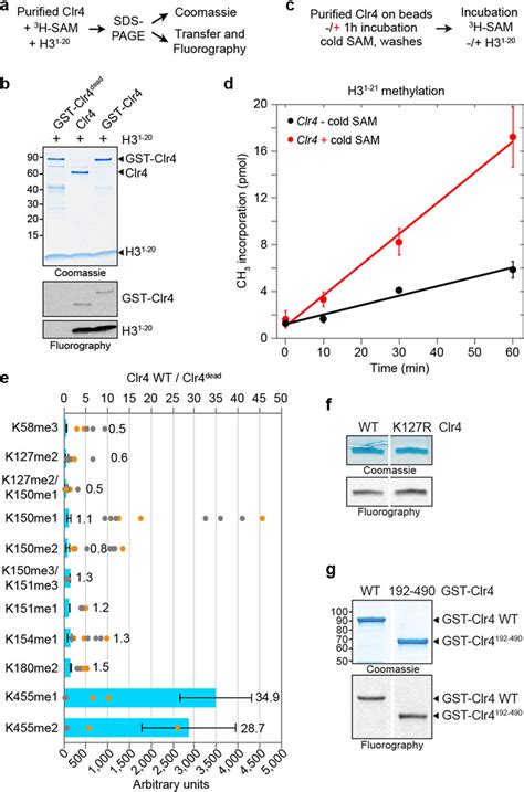 Analysis Of Clr4 Automethylation A Outline Of The In Vitro