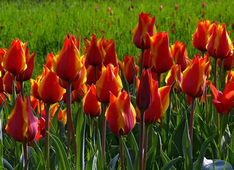 1920x1080 Wallpaper Red And Yellow Flowers Peakpx