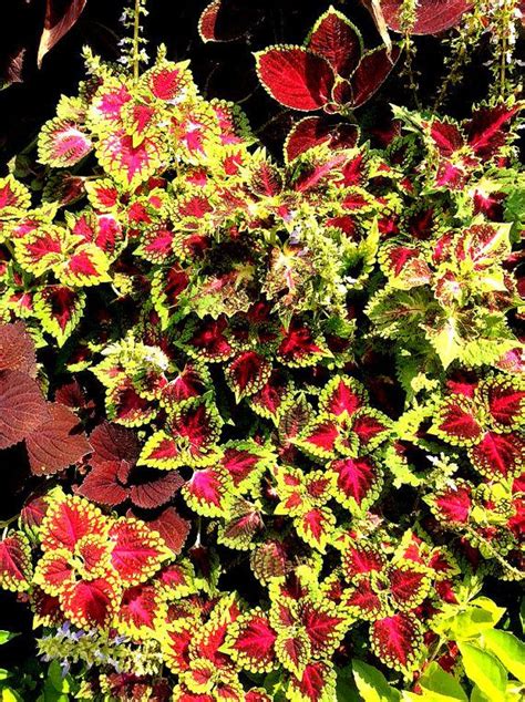 Heirloom Seeds Coleus Hybridus Rainbow Improved By Seedsshop