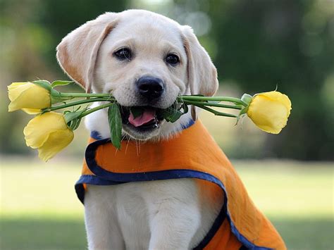 Hd Wallpaper Yellow Labrador Retriver Puppy Flowers Roses Dog