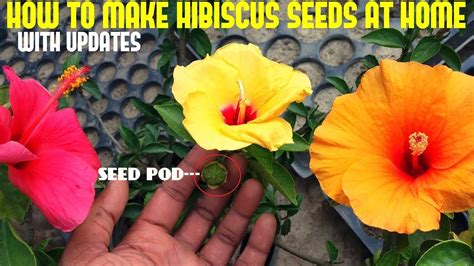 How To Make Hybrid Hibiscus Or Hibiscus Seeds At Homewith Updates