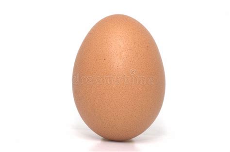 One Brown Egg Stock Photo Image Of Poultry Closeup Chicken 8860742