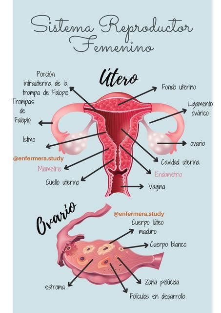 Sistema Reproductor Femenino Y Ciclo Uterino Fiorela Reyes UDocz