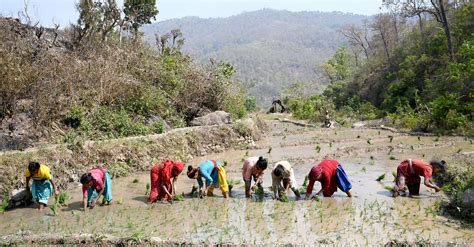 दाङको बङ्लाचुली गाउँपालिका४ गहतेरास्थित डावर खेतमा चैते धान रोप्दै