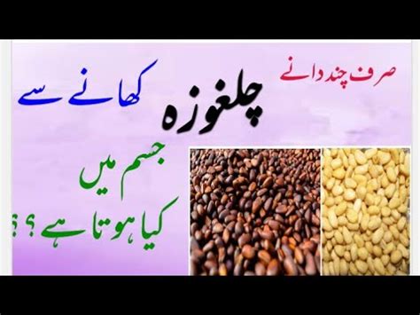 Chilgoza Ke Fayde Pine Nuts Benefits Chilgoza K Fawaid In Urdu In