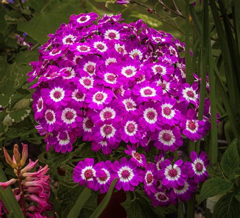 Florist S Cineraria Pericallis Hybrida Pericallis Hy Flickr