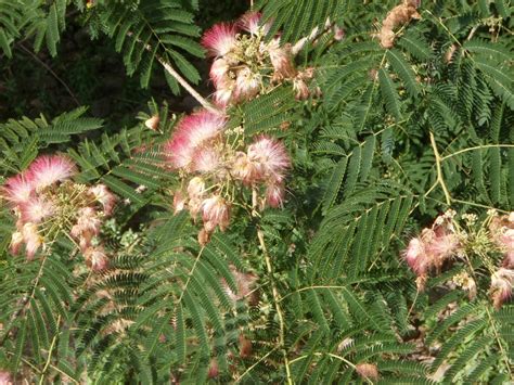 Albizia Julibrissin Mimosa Persian Silk Tree Pink Silk Tree Silk Tree North Carolina