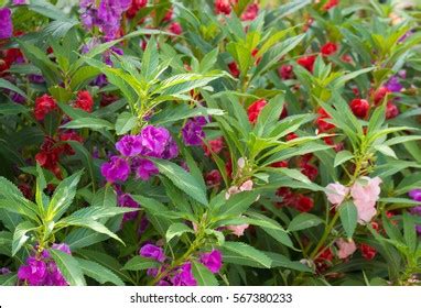 Topo 97 Imagem Impatiens Balsamina Impatiens Br Thptnganamst Edu Vn