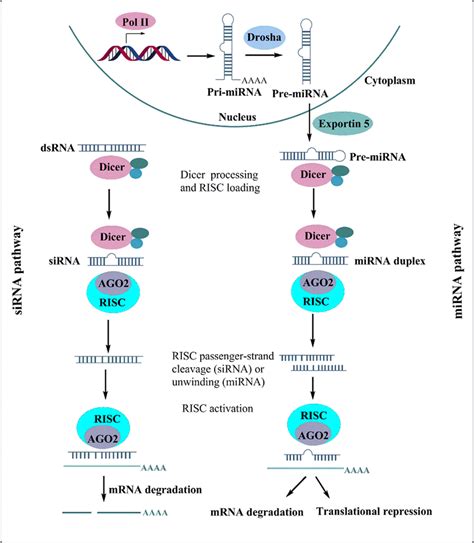 Schematic Illustration Of RNA Interference RNAi Guided By Small