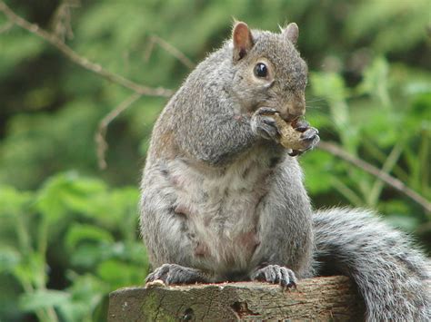 Pregnant Squirrel Flickr Photo Sharing