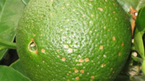 Piojo Rojo De California Syngenta
