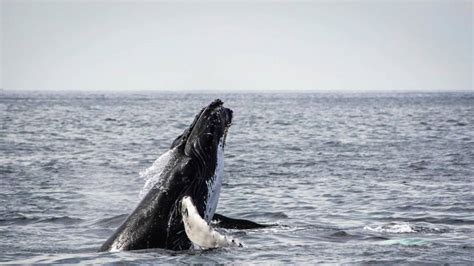 Watch Whales At Hermanus Viagem De Volta Da Cidade Do Cabo