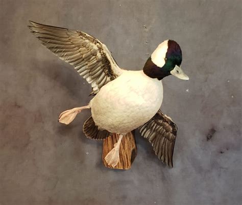 Bufflehead Duck Mounts Drake Bufflehead Mounts Waterfowl Taxidermy