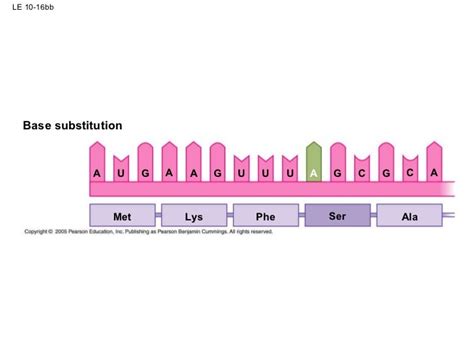 Biology ~ Dna 1011