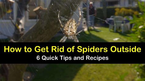 6 Brilliant Ways To Get Rid Of Spiders Outside