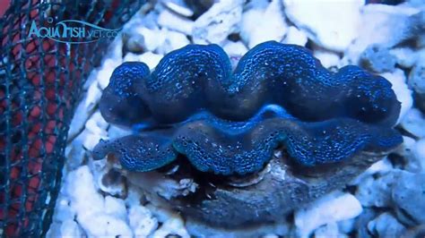 Blue Crocea Clam Tridacna Crocea Youtube