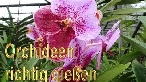 Orchideen Richtig Gießen Anleitung Orchideengewächse Pflege Tipps