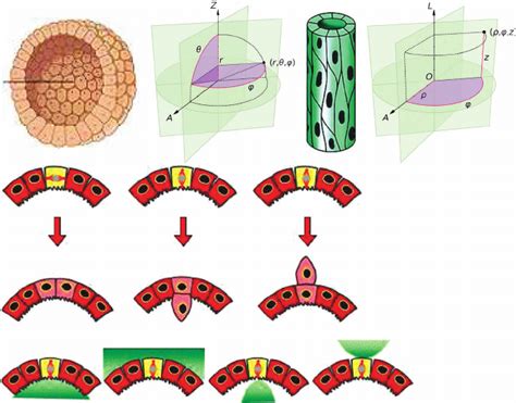 The Physical Consequences Of Mitotic Spindle Orientation A Single Cell