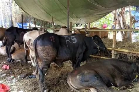 Mau Berkurban Di Hari Raya Idul Adha Patuhi Syarat Hewan Kurbannya