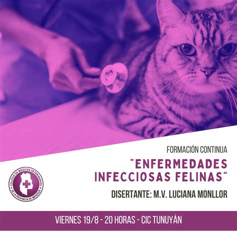 Charla ENFERMEDADES INFECCIOSAS FELINAS Colegio De Veterinarios De