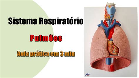 Anatomia Respirat Ria Pulm O Aula Pr Tica Youtube