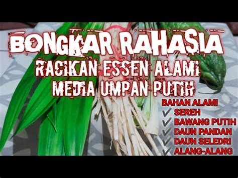 Cara Membuat Essen Media Umpan Putih Bahan Alami Youtube