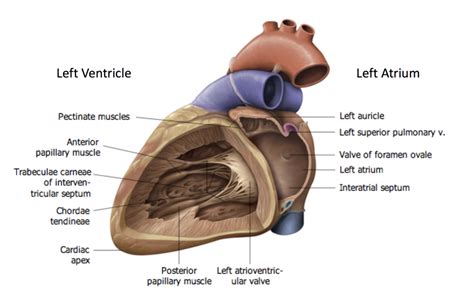 2 3 The Heart Left Side Diagram Quizlet