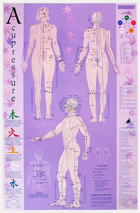 Printable Acupressure Points Chart