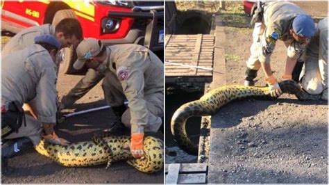 Sucuri é capturada após devorar cachorro em cidade do Pantanal