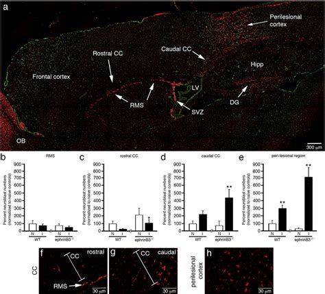 Ephrinb3 Increases Neuroblast Migration Outside The Svz And Rms