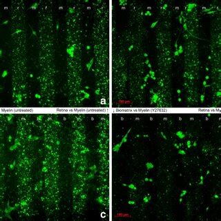 Fluorescence Photomicrographs Showing The Distribution Of U Mg Cells