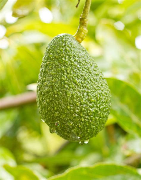 Do Avocados Grow In Zone 9 Learn About Avocado Trees For Zone 9 Gardens Artofit