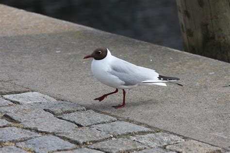 Black-Headed Gull Bird - Free photo on Pixabay - Pixabay