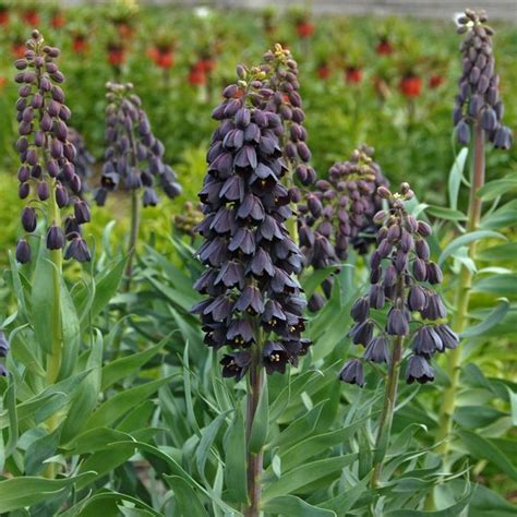 Fritillaria Persica L Coolings Garden Centre