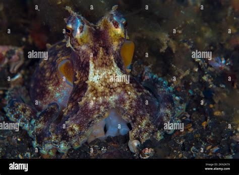Octopus Camouflage Octopus Changing Its Shape Texture And Colour To