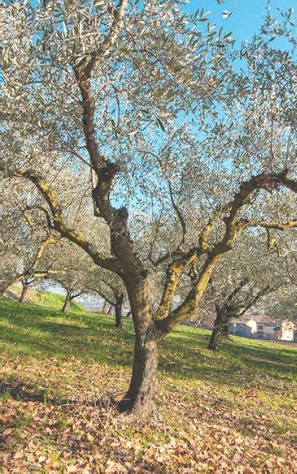 Una Giornata Nellorto Per Riflettere Sullautismo