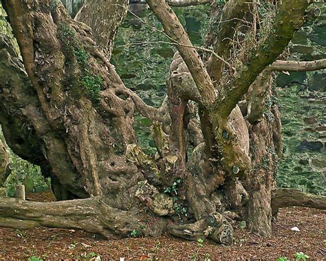 Fortingall Scotlands Yew Tree Heritage Initiative