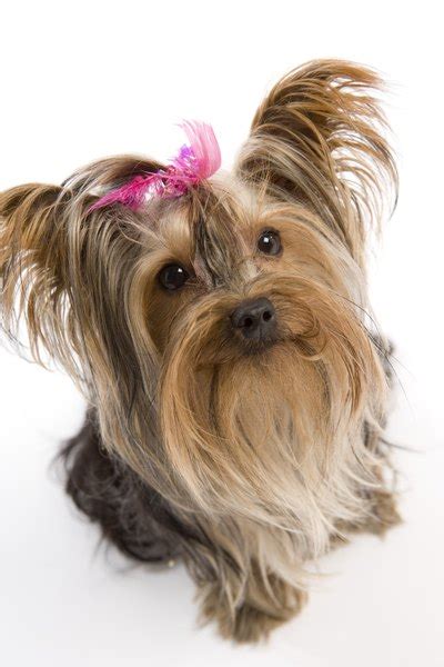 Home Treatment for Yorkie Tear Stains | Dog Care - Daily Puppy