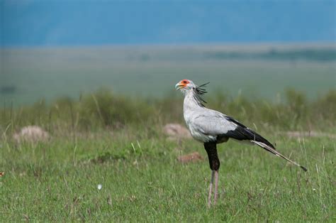 Secretary Bird | Sean Crane Photography