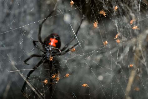 Black Widow Spider Eggs: Identification and Removal Tips - A-Z Animals