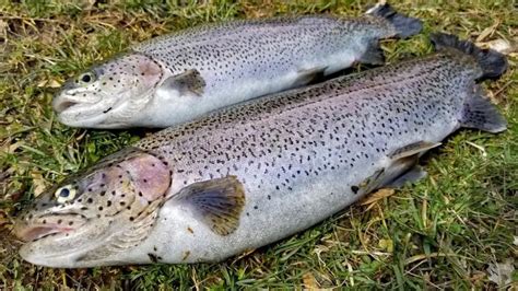 Mangime Per Trote Composizione Caratteristiche E Fasi Dell