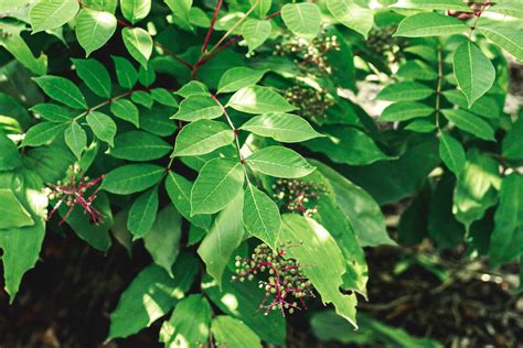 Poison Sumac Toxicity And Identification