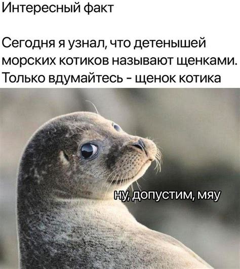 Морской котик! | Пикабу