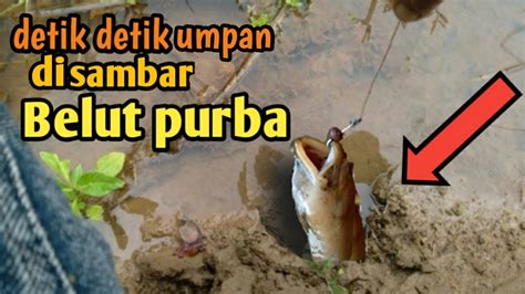 Mancing Belut Di Sawahdengan Umpan Cacingdapat Belut Babon Sawah