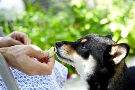 愛犬のための手づくりごはん4「そら豆のポタージュ」 Gardenstory ガーデンストーリー