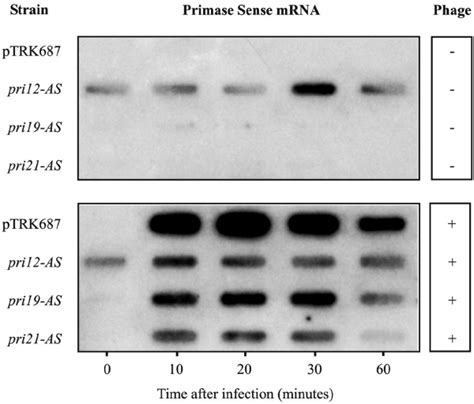 RNA RNA Slot Blot Hybridization Of Three Antisense RNA Expressing